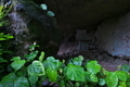 [夏至のころ][シュウカイドウ][シュウカイドウ科][影向岩][妙義神社]シュウカイドウ