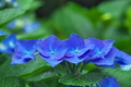 [夏至のころ][紫陽花][アジサイ][青い花][妙義神社]紫陽花