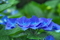 紫陽花