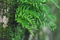 [熊出没注意][シダ][シダ植物][ミョウギシダ][妙義地区]