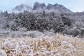 [妙義山][枯れ野][雪][スギ林][木戸]