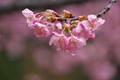 [桜][サクラ][河津桜][智韻寺別院][八木連]
