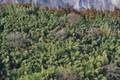 [竹やぶ][竹林][右岸][崖][碓氷製糸]