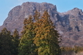 [金鶏山][妙義山][スギ][杉][木戸]