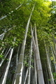 [竹やぶ][竹林][竹][不動寺][松井田]
