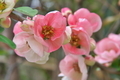 [ボケ][バラ科][木瓜][ピンク色の花][第十中山道踏切]