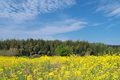 [菜の花畑][菜の花][黄色い花][農免西口][下増田]