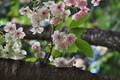 [桜][サクラ][八重桜][ヤエザクラ][後閑城址]