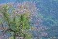 [キリ][ゴマノハグサ科][桐][紫色の花][丸山坂]