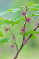 [楮][コウゾ][クワ科][雌花][丸山坂]