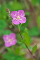 [ユウゲショウ][アカバナ科][夕化粧][あまぬま][ピンク色の花]
