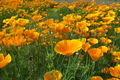 [ポピー][ケシ科][オレンジ色の花][左岸][小日向]