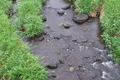 [九十九川][小川][碓氷川支流][ツルヨシ][小日向大橋]九十九川