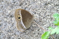 [コジャノメ][タテハチョウ科][ジャノメチョウ][蝶][長源寺]