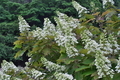 [紫陽花][アジサイ][カシワバアジサイ][観梅公園][笹原]