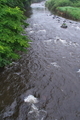 [碓氷川][一級河川][利根川水系][ムクノキ][滝名田橋]