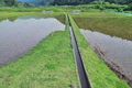 [田んぼ][田園][水田][水鏡][三反田橋]