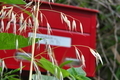 [カラスムギ][イネ科][ポスト][廃屋][第十中山道踏切]