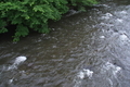 [碓氷川][一級河川][利根川水系][ムクノキ][滝名田橋]