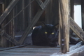 [猫][ネコ][黒猫][黒ネコ][諸戸]