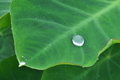 [サトイモ畑][サトイモ][里芋][水玉][碓氷製糸]