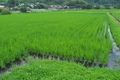 [田んぼ][田園][水田][名山][小日向]