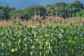 [トウモロコシ畑][トウモロコシ][とうもろこし][越泉][大牛]