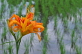 [ヤブカンゾウ][ワスレグサ属][八重咲き][オレンジ色の花][小日向]