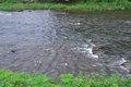 [碓氷川][川原][利根川水系][一級河川][滝名田橋]碓氷川