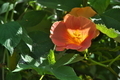 [ノウゼンカズラ][ノウゼンカズラ科][赤い花][オレンジ色の花][第十中山道踏切]