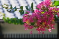 [サルスベリ][ミソハギ科][百日紅][ピンク色の花][後閑城址]