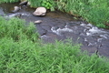 [九十九川][小川][碓氷川支流][ツルヨシ][小日向大橋]
