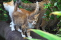 [猫][ネコ][子ネコ][野良猫][本町]