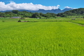 [田んぼ][田園][浅間山][千曲ビューライン][山浦]
