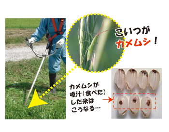 f:id:keihotrice:20151119181231j:image f:id:keihotrice:20151119181231j:image