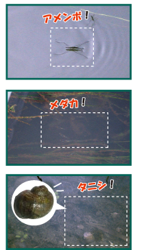 f:id:keihotrice:20151119181757j:image:left