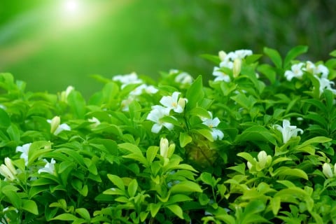 f:id:keijyu0121:20170715171110j:plain f:id:keijyu0121:20170715171110j:plain