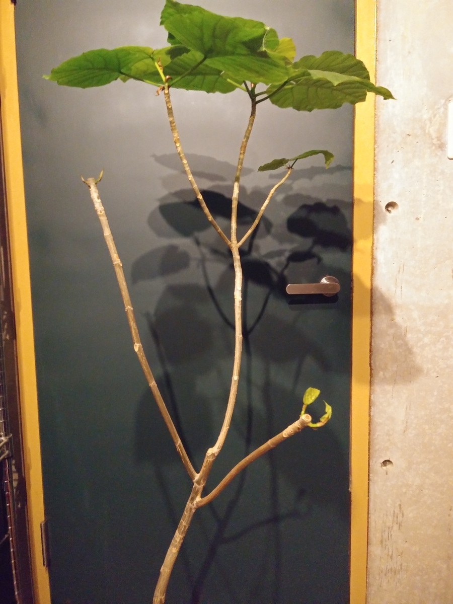 f:id:keikakusei9:20190701220504j:plain f:id:keikakusei9:20190701220504j:plain
