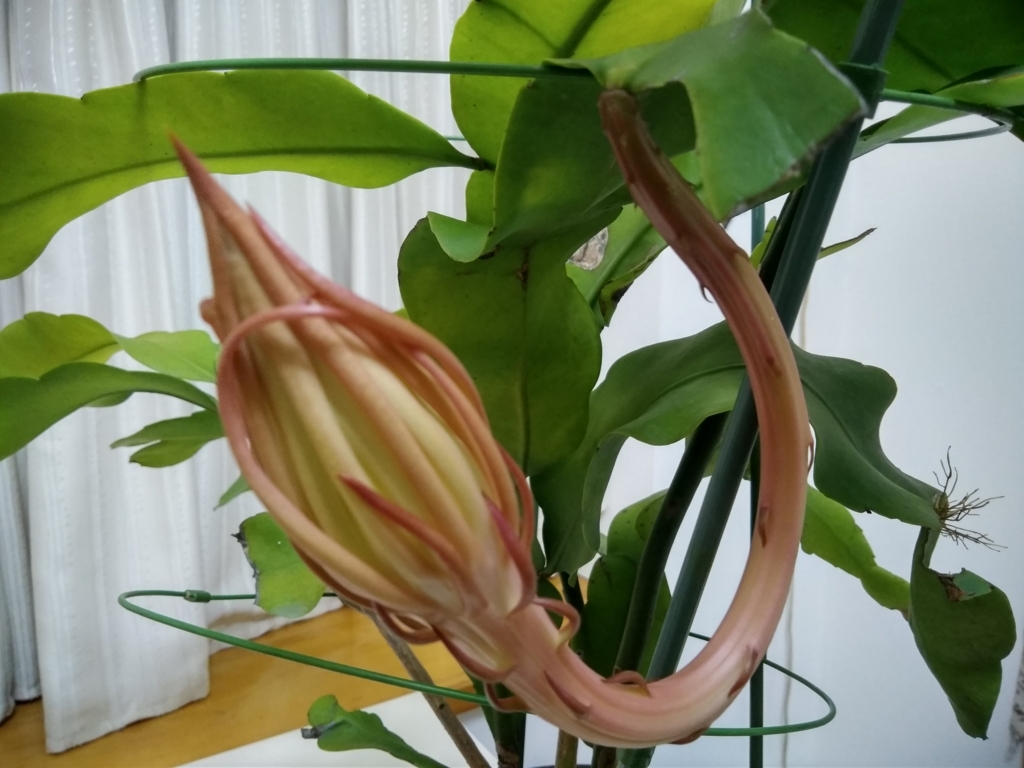 f:id:keiko-blog:20170930085952j:plain f:id:keiko-blog:20170930085952j:plain