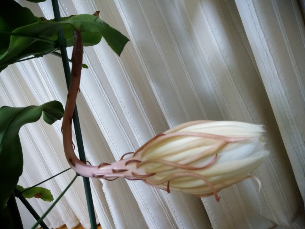 f:id:keiko-blog:20170930110524j:plain f:id:keiko-blog:20170930110524j:plain