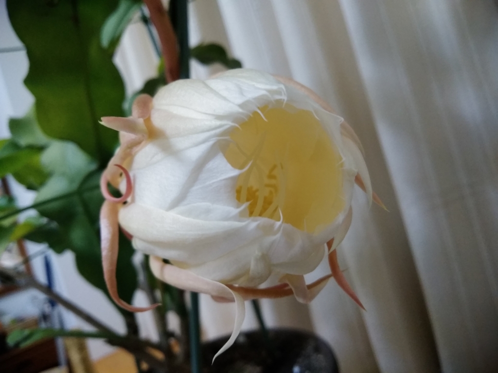 f:id:keiko-blog:20170930110619j:plain f:id:keiko-blog:20170930110619j:plain