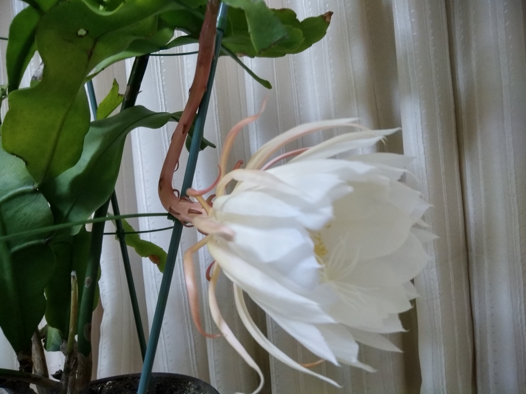f:id:keiko-blog:20170930110751j:plain f:id:keiko-blog:20170930110751j:plain