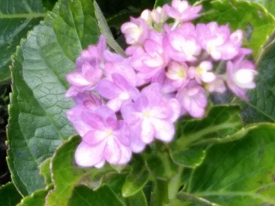 f:id:keiko-blog:20171011141918j:plain f:id:keiko-blog:20171011141918j:plain