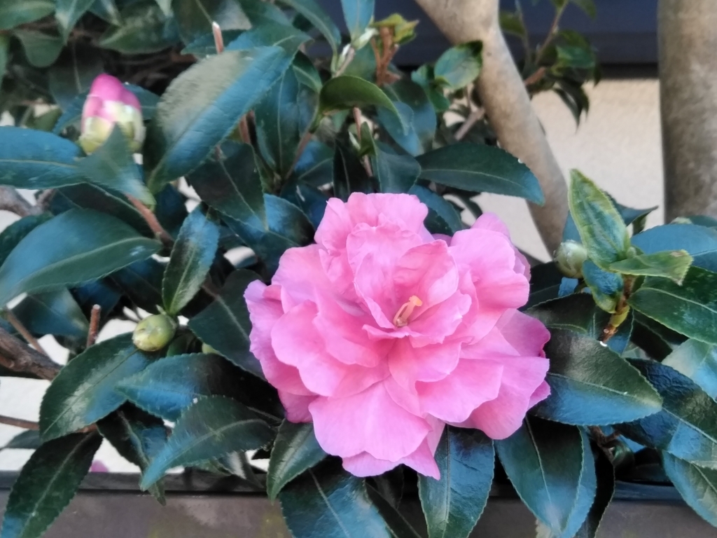 f:id:keiko-blog:20171109111914j:plain f:id:keiko-blog:20171109111914j:plain