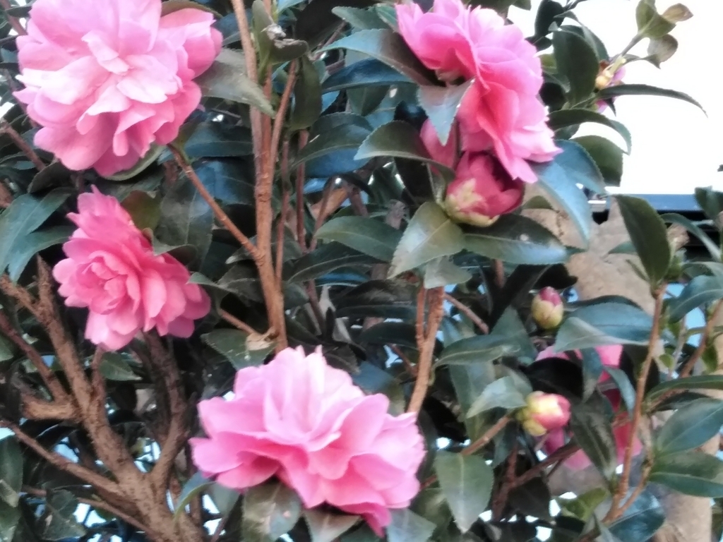 f:id:keiko-blog:20171109111941j:plain f:id:keiko-blog:20171109111941j:plain