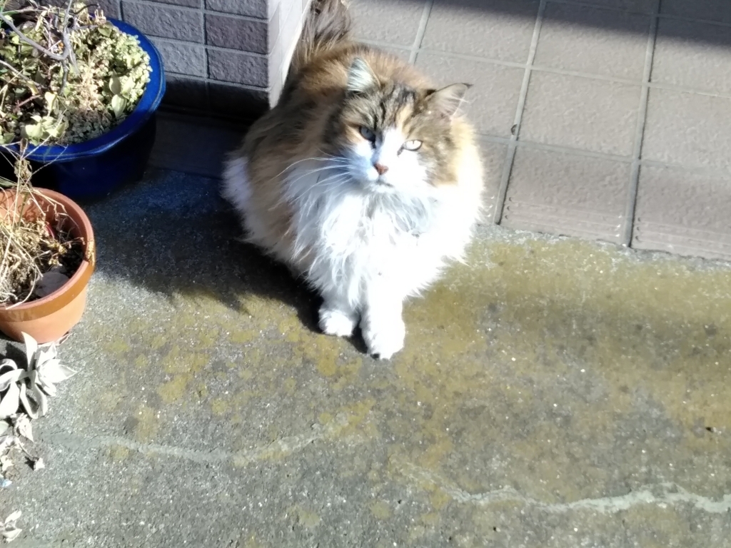 f:id:keiko-blog:20180113141302j:plain f:id:keiko-blog:20180113141302j:plain