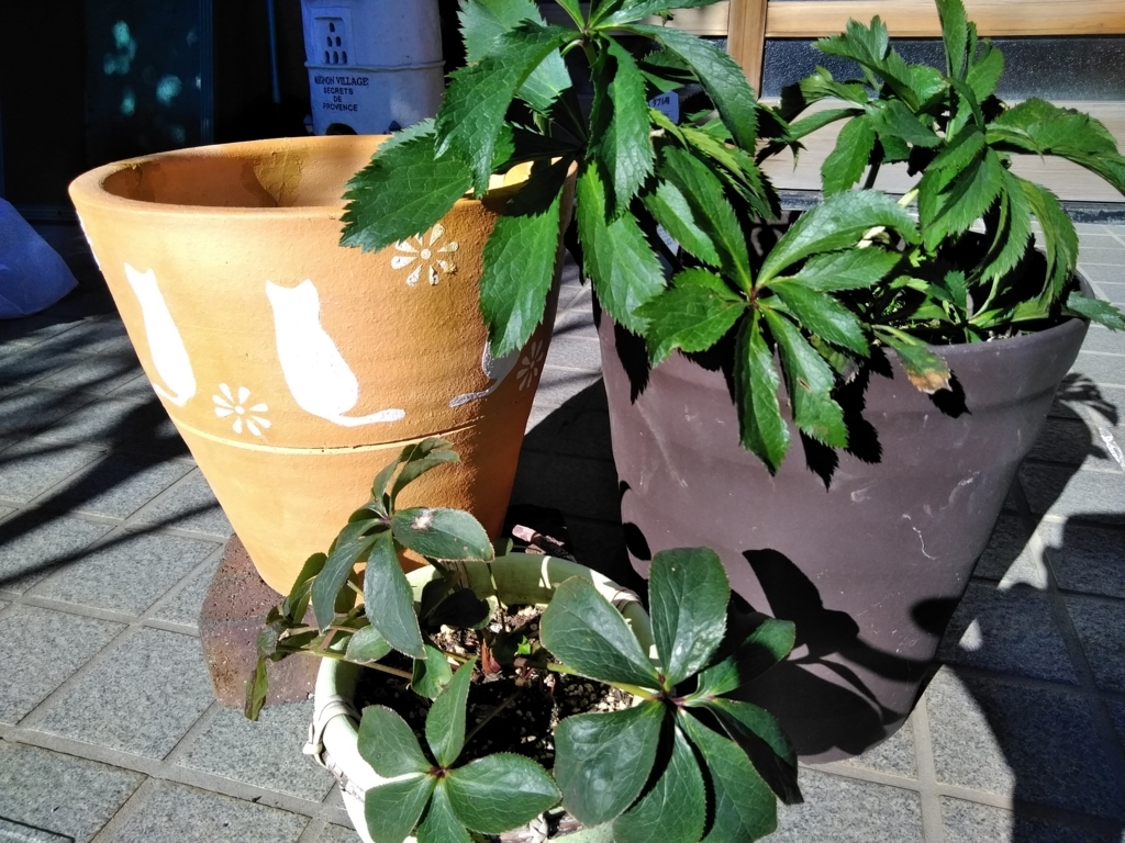 f:id:keiko-blog:20180113144806j:plain f:id:keiko-blog:20180113144806j:plain