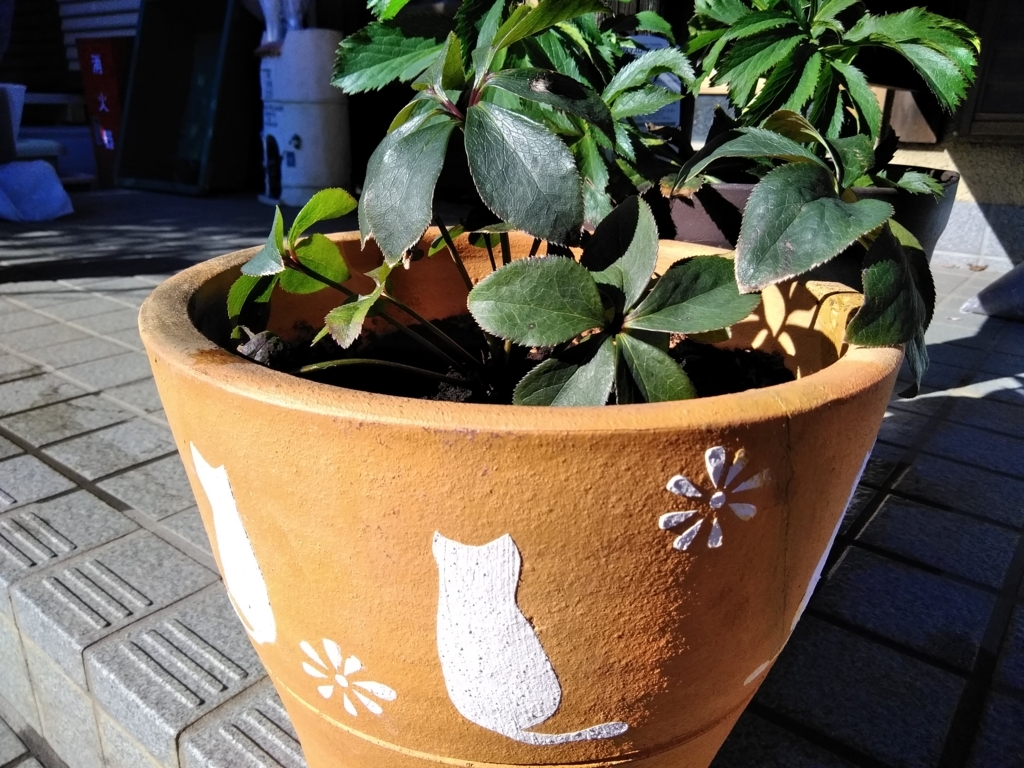 f:id:keiko-blog:20180113144855j:plain f:id:keiko-blog:20180113144855j:plain
