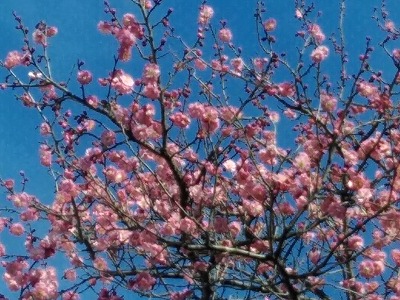 f:id:keiko-blog:20180228155834j:plain f:id:keiko-blog:20180228155834j:plain