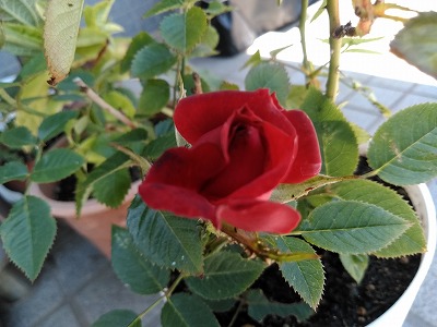 f:id:keiko-blog:20180607151904j:plain f:id:keiko-blog:20180607151904j:plain